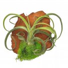 Small Tillandsia Wall Hanger Mounted And Planted On Cedar Wood Board Wood Base