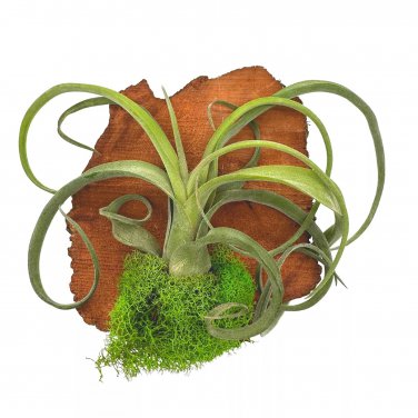 Small Tillandsia Wall Hanger Mounted And Planted On Cedar Wood Board Wood Base