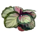 Calathea Picturata 4Ch Prayer House Plant Gouletii Van-Den-Heckei (Lem.) R