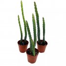 Pickle Plant Pencil Cactus 2Ch Set Of 3 Kleinia Stapeliiformis Tiny Mini Pi