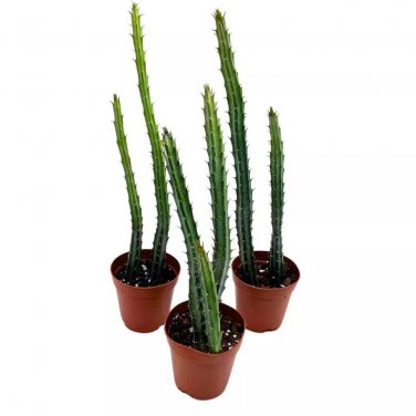 Pickle Plant Pencil Cactus 2Ch Set Of 3 Kleinia Stapeliiformis Tiny Mini Pi