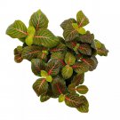 Red Nerve Plant 2Ch Set Of 3 Mosaic Red Veined Fittonia Tiny Mini Pixie Plant