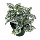 White Hypoestes Phyllostachya 4Ch Polka Dot Flamingo Plant