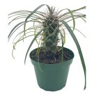 Madagascar Palm Pachypodium Lamerei A 4Ch Pot Large Pachy Geayi Costant