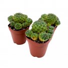Cluster Cactus 2Ch Set Of 3 Rebutia Canigueralii Cardenas Tiny Mini Pixie P