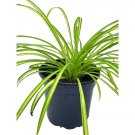 Spider Plant Chlorophytum Comosum Ribbon Plant A 4Ch Pot