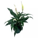 Peace Lily 4Ch Spathiphyllum Wallisii White Sails Spathe Flower