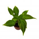 Philodendron Verrucosum 4Ch Houseplant Philo