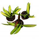 Hoya Variegated Wayetii 2Ch Set Of 3 Kentiana Variegata Tiny Mini Pixie Plant