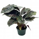 Calathea Ornata Pinstripe 4Ch Prayer Plant Cathedral Plant Pin Stripe