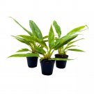 Philodendron Ring Of Fire 2Ch Set Of 3 Henderson'S Pride Tiny Mini Pixie Plan