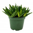 Aloe Black Gem Carrion Plant Or Starfish Flower Plant 6Ch Pot