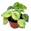 Gold Dust Peperomia Variegated Watermelon Pep Sport
