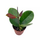 Hoya Australis A 2Ch Pot Live Rooted Potted Tiny Mini Pixie Plant