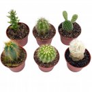 Mini Cacti Assortment Tiny Cactus Set Bunny Ears Old Man Pink Eves Pin Needl