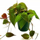 Philodendron Micans Hederaceum 4Ch Heart-Leaf Philo Sweetheart Plant