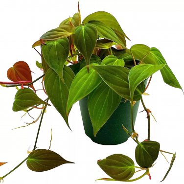 Philodendron Micans Hederaceum 4Ch Heart-Leaf Philo Sweetheart Plant