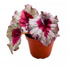 Baby Dragon Heart 4Ch Begonia Rex Pink Heart Shape Center White Spi
