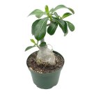 Desert Rose 6Ch Pot Adenium Obesum Very Round Pot Belly Stump