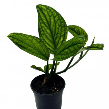 Monstera Peru 4Ch Monstera Karstenianum Marble Planet Philodendron Epipre