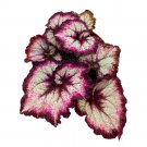 Midnight Fantasy 6Ch Begonia Rex Purple Spiral Jagged Edges