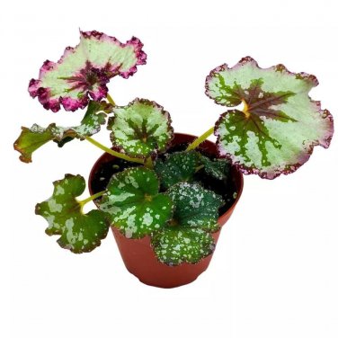 Strawberry Shortcake 4Ch Begonia Rex Gray With Pink Edges