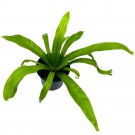 Fishtail Fern 4Ch Microsorum Punctatum Forked Tips Grandiceps