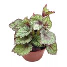 Peace Begonia Rex 4Ch Painted-Leaf Winter Cold Begoni