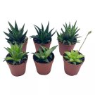 Haworthia Variety Assortment 6 Different Haworthia   2Ch Pots Supe