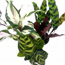 Calathea Assortment Set 4Ch Pots Set Of 3 Prayer Plant Variety Greatdo