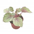 Pink Satin Begonia Rex 4Ch Painted-Leaf Winter Cold Begonia Uniqu