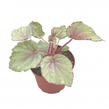 Pink Satin Begonia Rex 4Ch Painted-Leaf Winter Cold Begonia Uniqu
