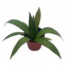 Green Moses The Cradle 2Ch Tradescantia Spathacea Rhoeo Discolor Green/