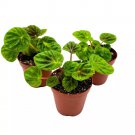 Peperomia Emerald Ripple Dark Green 2Ch Set Of 3 Pep Caperata