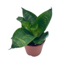 Bird'S Nest Snake Plant Green Striped Snakeplant Sansevieria Trifasciata Prain