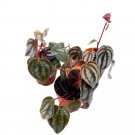 Peperomia Turboensis 2Ch Set Of 3 Metallic Black Rare Pep Purple Watermelon