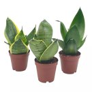 Sansevieria Trifasciata Dwarf Rosette-Shaped Variety Bundle Black Gold Bird'S