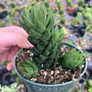 Haworthia Coarctata Green Haworthiopsis Attenuata Haworthia Reinwardtii Zebra