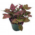 Red Hypoestes Phyllostachya 4Ch Polka Dot Flamingo Plant