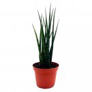Sansevieria Fernwood Mikado A 4Ch Pot