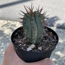 African Milk Barrel Euphorbia Horrida Boiss 4Ch Pot. Rare Exotic Live St