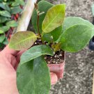 Hoya Australis Samoan Waxplant Waxvine Waxflower Wax Plant Very Rare Limited S