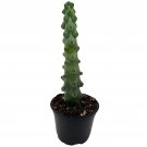 Boobie Cactus Myrtillocactus Geometrizans Fukurokuryuzinboku Boob Cactus Titt