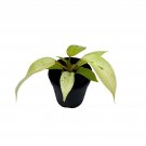 Phildendron Snowdrift Jungle Fever Hybrid Philo 2Ch Pot