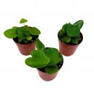 Heart Fern 2Ch Set Of 3 Hemionitis Arifolia Tiny Mini Pixie