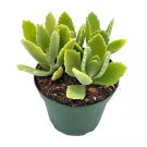 Kalanchoe Millotii 4Ch Millot Kalanchoe Green Fuzzy Furry Leaves Succulent