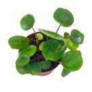 Seashell Begonia Conchifolia Begonia Rex 4Ch Green W
