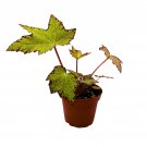 Little Beaver Begonia Rhizomatous Begonia Red And Green