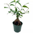 Chinese Banyan 4Ch Pot Ficus Microcarpa Malayan Banyandian Laurel C