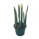 Kleinia Stapeliiformis E.Phillips Stapf Pickle Cactus Candle Stick Cactusc